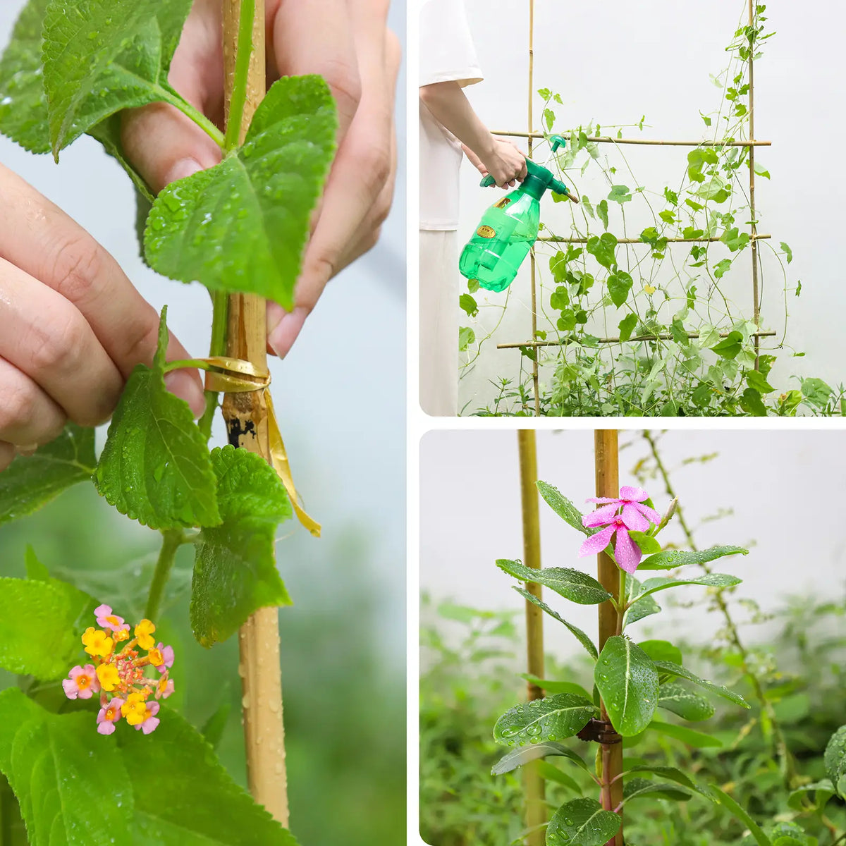 natural 7 ft bamboo stakes for garden rows and plant support