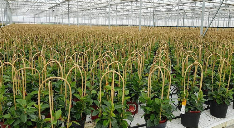 🚜 Commercial Nursery & Farm