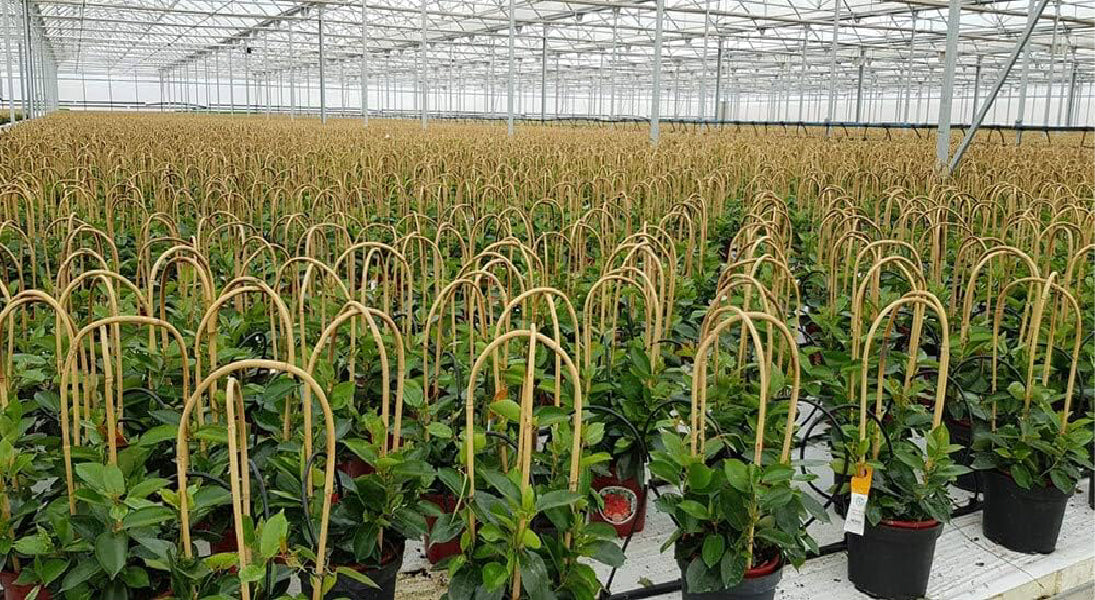 Bamboo plant stakes supporting nursery crops in a greenhouse