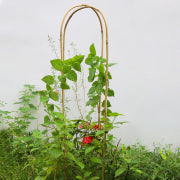 3-Feet Natural U-Hoops Bamboo,Plant Trellis,35.5in Garden Trellis for Climbing Plants Outdoor Indoor - 3 Pack