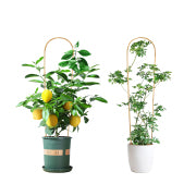 3-Feet Natural U-Hoops Bamboo,Plant Trellis,35.5in Garden Trellis for Climbing Plants Outdoor Indoor - 3 Pack