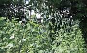 3-Feet Steel Plant Stakes,Garden Plant Stakes 36 Inch(25poles)