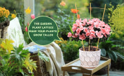 Bamboo Garden Trellis - 24 Inches Tall-3 Pack