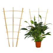 Bamboo Garden Trellis - 24 Inches Tall-3 Pack