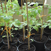 Natural Bamboo Poles,2-Feet Bamboo Stakes-Pack of 25 Bamboo Sticks