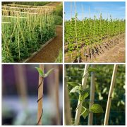 10' × 26-28mm Natural Bamboo Poles(40poles)